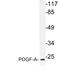 Platelet Derived Growth Factor Subunit A antibody, LS-C177577, Lifespan Biosciences, Western Blot image 