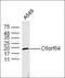 Myostatin antibody, orb10703, Biorbyt, Western Blot image 