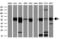 Solute Carrier Family 2 Member 5 antibody, GTX83627, GeneTex, Western Blot image 