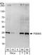 Proteasome Subunit Alpha 5 antibody, A302-749A, Bethyl Labs, Western Blot image 