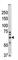 E3 ubiquitin-protein ligase synoviolin antibody, abx025098, Abbexa, Western Blot image 