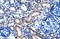 One Cut Homeobox 2 antibody, 28-344, ProSci, Immunohistochemistry frozen image 