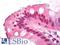 NIPBL Cohesin Loading Factor antibody, LS-B7392, Lifespan Biosciences, Immunohistochemistry frozen image 