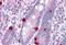 Calcium-dependent secretion activator 1 antibody, MBS244455, MyBioSource, Immunohistochemistry paraffin image 