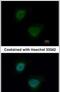 Heterogeneous nuclear ribonucleoprotein A/B antibody, PA5-27549, Invitrogen Antibodies, Immunofluorescence image 