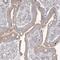 Potassium Channel Tetramerization Domain Containing 6 antibody, PA5-57520, Invitrogen Antibodies, Immunohistochemistry frozen image 