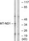 Mitochondrially Encoded NADH:Ubiquinone Oxidoreductase Core Subunit 1 antibody, PA5-39276, Invitrogen Antibodies, Western Blot image 