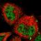 COP9 Signalosome Subunit 5 antibody, HPA004845, Atlas Antibodies, Immunocytochemistry image 