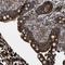 GRIP And Coiled-Coil Domain Containing 1 antibody, HPA019369, Atlas Antibodies, Immunohistochemistry frozen image 