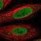 SEC13 protein isoform 1 antibody, PA5-66113, Invitrogen Antibodies, Immunofluorescence image 