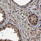 ELF3 antibody, MAB57871, R&D Systems, Immunohistochemistry frozen image 