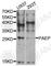 Progestagen Associated Endometrial Protein antibody, A5751, ABclonal Technology, Western Blot image 