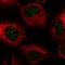 Centromere Protein B antibody, HPA053507, Atlas Antibodies, Immunocytochemistry image 