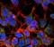 Solute Carrier Family 17 Member 6 antibody, NBP2-59330, Novus Biologicals, Immunofluorescence image 