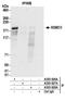 RNA Binding Motif Protein 33 antibody, A303-926A, Bethyl Labs, Immunoprecipitation image 