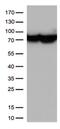 Hspa1 antibody, NBP2-02190, Novus Biologicals, Western Blot image 