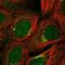 Zinc Finger Protein 461 antibody, NBP1-91956, Novus Biologicals, Immunofluorescence image 