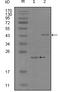 EPH Receptor A8 antibody, A06731, Boster Biological Technology, Western Blot image 