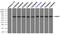 Nuclear Receptor Binding Protein 1 antibody, TA500450, Origene, Immunoprecipitation image 