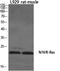Ras antibody, A00099-1, Boster Biological Technology, Western Blot image 