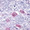 Parathyroid Hormone 2 Receptor antibody, TA317209, Origene, Immunohistochemistry frozen image 