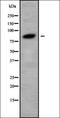 Protein phosphatase 1E antibody, orb338577, Biorbyt, Western Blot image 