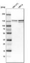 UPF1 RNA Helicase And ATPase antibody, HPA019587, Atlas Antibodies, Western Blot image 