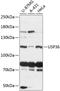 Ubiquitin Specific Peptidase 36 antibody, 14-799, ProSci, Western Blot image 