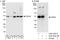 TAR DNA Binding Protein antibody, A303-223A, Bethyl Labs, Western Blot image 