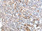 Sperm-associated antigen 4 protein antibody, CSB-PA967102, Cusabio, Immunohistochemistry paraffin image 