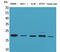 Fibroblast growth factor 20 antibody, STJ96543, St John