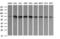 Endoglin antibody, LS-B9998, Lifespan Biosciences, Western Blot image 