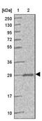 Peroxisomal Biogenesis Factor 11 Beta antibody, NBP2-13750, Novus Biologicals, Western Blot image 
