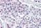 G Protein Signaling Modulator 2 antibody, GTX89175, GeneTex, Immunohistochemistry paraffin image 
