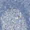 Nuclear Factor I A antibody, HPA008884, Atlas Antibodies, Immunohistochemistry frozen image 