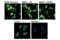 PYD And CARD Domain Containing antibody, 67824S, Cell Signaling Technology, Immunofluorescence image 