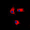 Casein Kinase 1 Gamma 2 antibody, LS-C352060, Lifespan Biosciences, Immunofluorescence image 
