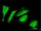 Exonuclease 3'-5' Domain Containing 2 antibody, H00055218-B01P, Novus Biologicals, Immunofluorescence image 