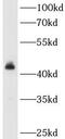 Actin Related Protein 10 antibody, FNab00125, FineTest, Western Blot image 