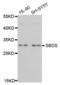 SBDS Ribosome Maturation Factor antibody, abx004508, Abbexa, Western Blot image 
