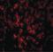 DNA damage-regulated autophagy modulator protein 1 antibody, LS-B2725, Lifespan Biosciences, Immunofluorescence image 