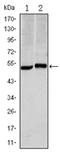 Carbonic Anhydrase 9 antibody, AM06560SU-N, Origene, Western Blot image 