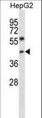 Nuclear Transcription Factor Y Subunit Gamma antibody, LS-C164859, Lifespan Biosciences, Western Blot image 