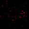 Presenilin Associated Rhomboid Like antibody, 4761, ProSci, Immunofluorescence image 