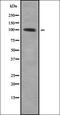 Vav Guanine Nucleotide Exchange Factor 2 antibody, orb378444, Biorbyt, Western Blot image 