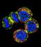 Baculoviral IAP Repeat Containing 3 antibody, LS-C156821, Lifespan Biosciences, Immunofluorescence image 