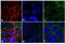 Rabbit IgG antibody, A-21246, Invitrogen Antibodies, Immunofluorescence image 