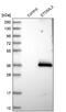 Haemophilus influenzae B antibody, NBP1-84832, Novus Biologicals, Western Blot image 