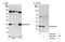 Ran-specific GTPase-activating protein antibody, NB100-79815, Novus Biologicals, Western Blot image 
