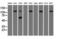 Sialic Acid Binding Ig Like Lectin 9 antibody, M06748-1, Boster Biological Technology, Western Blot image 